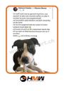 Innovatives Hundetraining durch Videoanalyse
