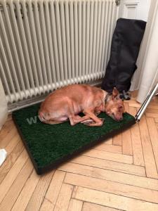 Hundeklo mit Kunstrasen für Zuhause hygienisch praktisch und ideal fürs Stubenrein Training