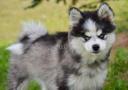 Pomsky Welpen suchen ein liebevolles Zuhause.