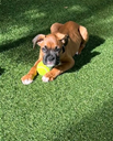 wunderschöne Boxer welpen noch da