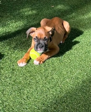 wunderschöne Boxer welpen noch da