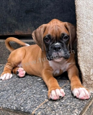 wunderschöne Boxer welpen noch da