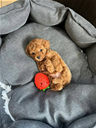 Toypudel Zwergpudel Welpen Stammbaum