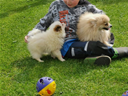 Sehr schöne Pomeranian-Zwergspitzwelpen