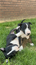 Miniatur Bullterrier Welpen Rüden